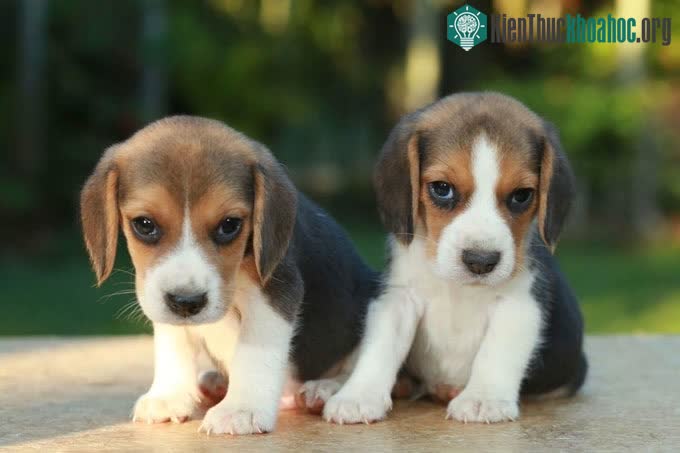 Hai chú chó được sinh ra bằng kỹ thuật chỉnh sửa gene và nhân bản không có biểu hiện bất thường nào