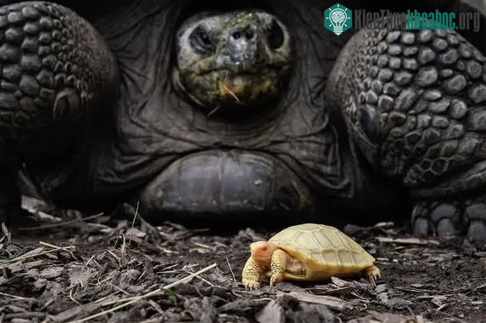 &nbsp;Rùa Galapagos không chỉ "to xác" mà còn là một trong những động vật trên cạn sống dai nhất