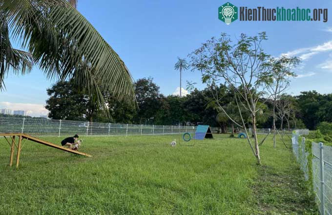 Công viên dành cho chó đầu tiên tại Hà Nội ảnh 1