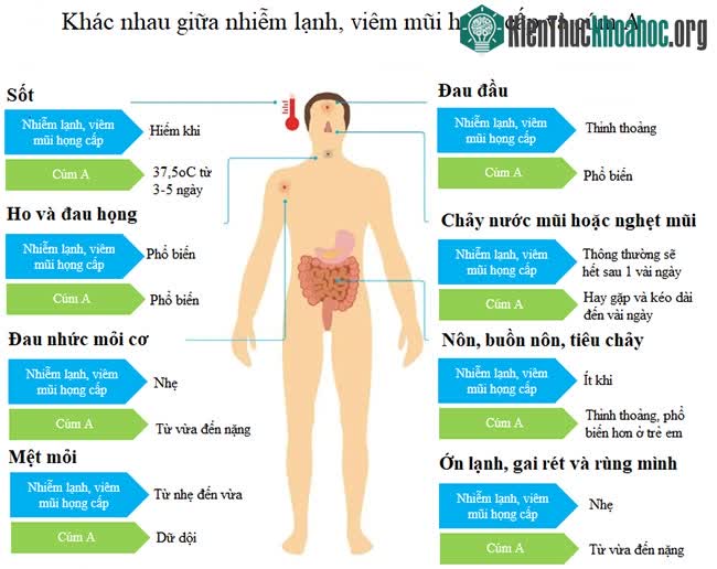 Những điểm khác biệt giữa cúm A và cảm lạnh, viêm mũi họng cấp.