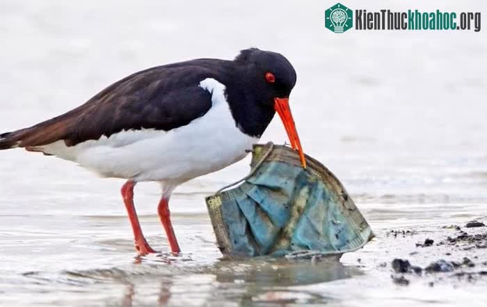 Một con chim đang tìm mồi tại Hà Lan thì bắt gặp chiếc khẩu trang