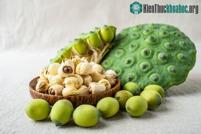 Theo y học cổ truyền, vị thuốc liên nhục có vị ngọt, tính bình, quy vào kinh tâm, thận, tỳ.