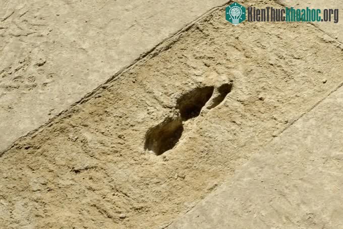 Dấu chân "ma quái" đầy bí ẩn trên sa mạc.