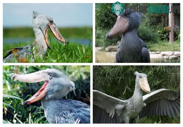 Mỏ của cò mỏ giày rộng nhất thế giới