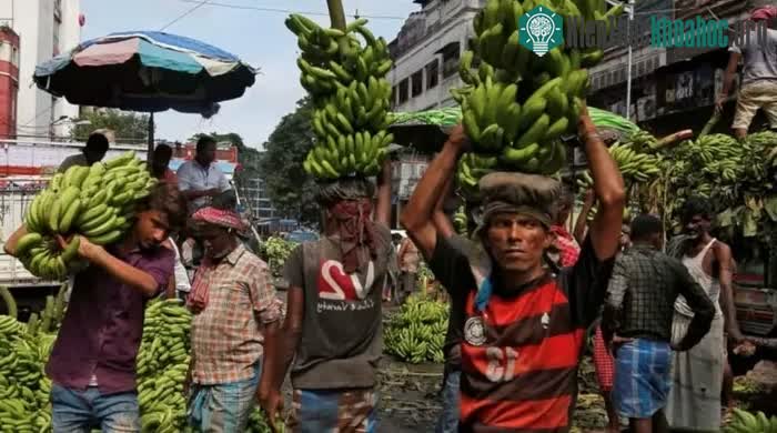 Công nhân dỡ chuối khỏi xe tải tại một khu chợ ở Kolkata.