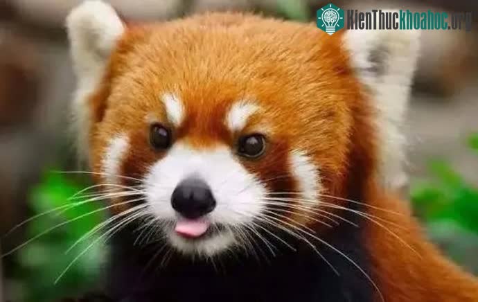 Toàn thân màu nâu đỏ, có mảng trắng trên má, trông giống như một con mèo béo.
