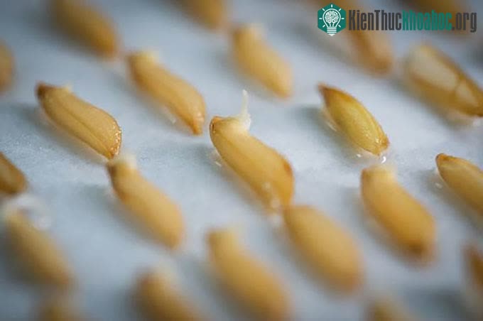 Những hạt lúa nảy mầm hôm 26/2/2021 sau chuyến đi vòng quanh mặt trăng trên tàu thăm dò Chang'e-5