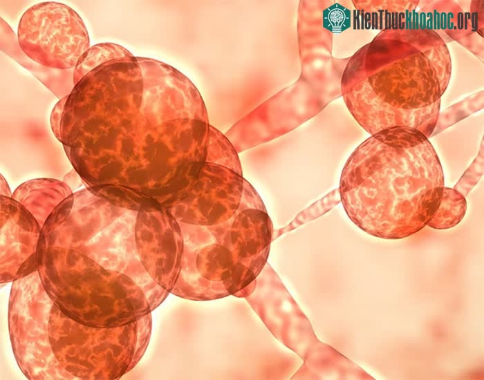 Nấm Candida auris xuất hiện do hậu quả trực tiếp của biến đổi khí hậu.