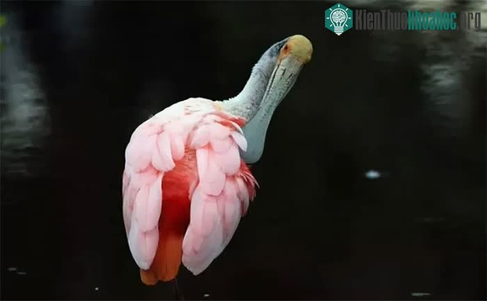 Nhiệt độ tăng còn đe dọa sự sống các loài chim quý.