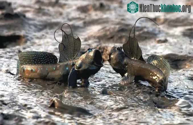 Loại cá này có thể thở trên cạn chủ yếu là do chúng tích trữ nước trong mang trước khi lên bờ.