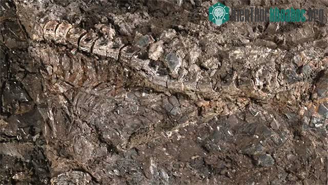 Siêu quái vật Atractosteus grandei