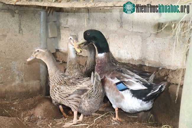 Cận cảnh giống vịt Trạc Nhật quý hiếm trước nguy cơ tuyệt chủng ảnh 1