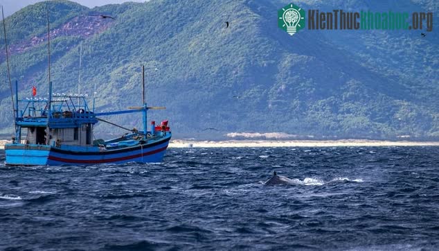 Ảnh Cá voi kiếm ăn sát tàu cá của ngư dân.