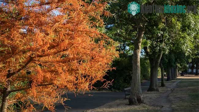 Cây chết trong công viên London.