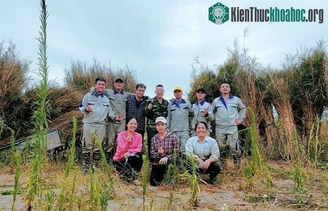 Sản phẩm ống hút cỏ sậy tạo việc làm cho nhiều người dân.