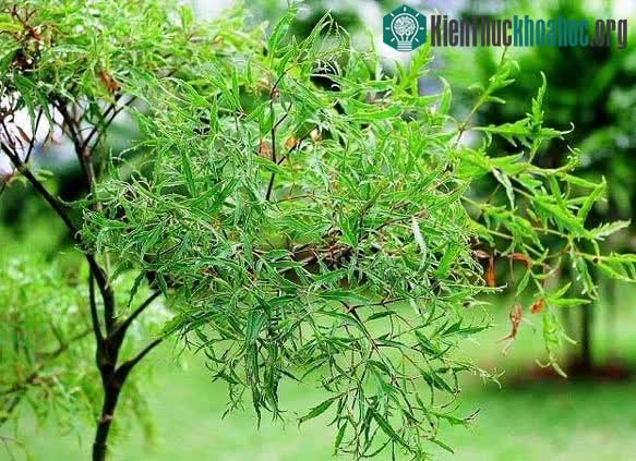 Bột rễ hay dịch chất rễ đinh lăng có khả năng làm tăng sức chịu đựng của cơ thể.