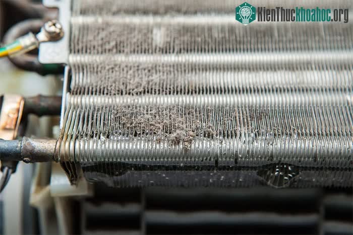 Kiểm tra cẩn thận để tránh nhầm lẫn nấm mốc với bụi bẩn.