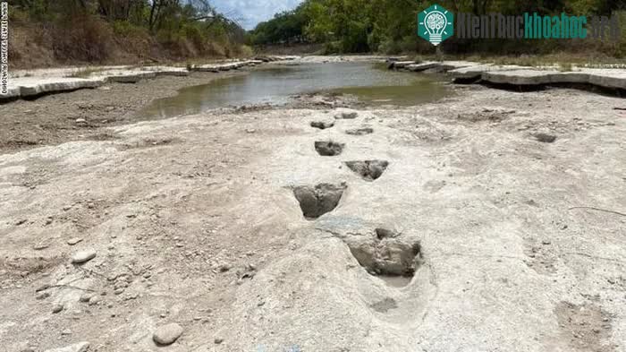 Sauroposeidon là một chi khủng long Sauropoda thuộc họ Brachiosauridae