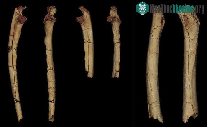 Một số phần hài cốt được dùng trong nghiên cứu