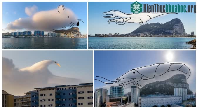 Mây Levanter được so sánh với nhiều loài vật khác nhau.