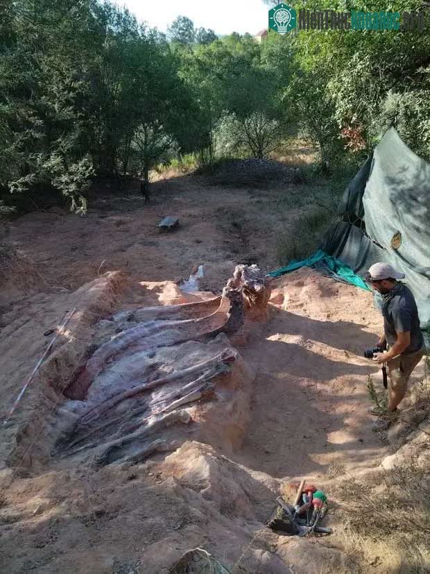 Bộ xương hóa thạch của khủng long sauropod được khai quật.