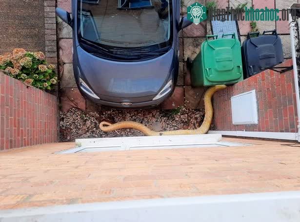 Chủ nhà dùng chổi xua đuổi, khiến con trăn rơi xuống một chiếc ô tô đậu bên dưới.