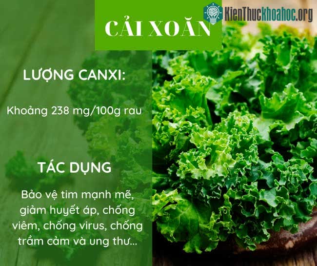 Cải xoăn