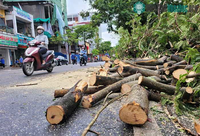 Sáng sớm nay, công nhân đô thị đã cưa, dọn dẹp cây đổ