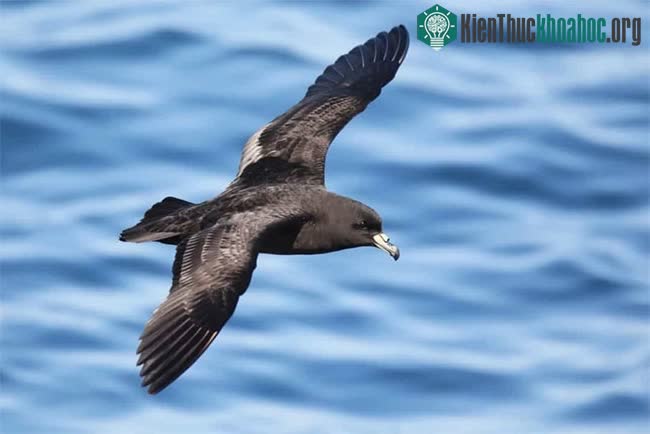 Chim Petrel