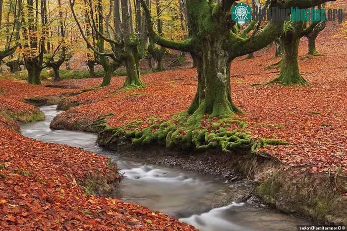 Parque Natural de Gorbeia là công viên tự nhiên ở xứ Basque, miền Bắc Tây Ban Nha.