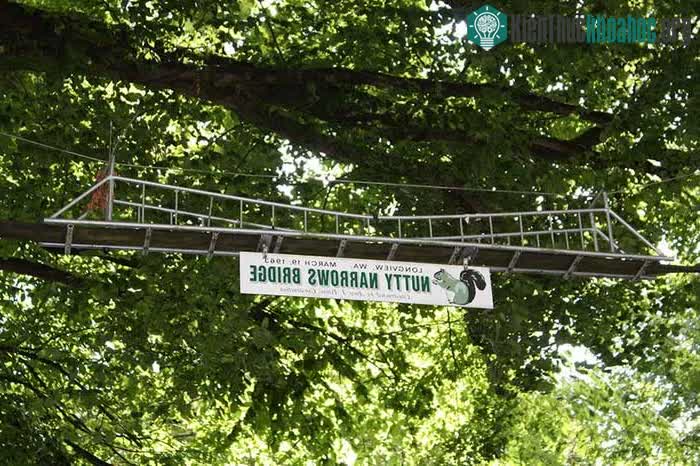 Cầu cho sóc ở Washington, Mỹ