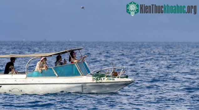 Sự xuất hiện của mẹ con cá voi đã thu hút du khách trải nghiệm ngắm cá voi trong nhiều ngày qua.
