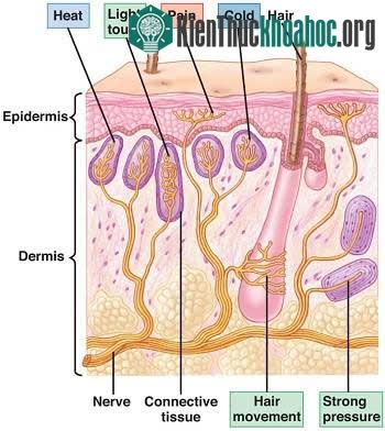 Các thụ thể dưới da cảm nhận nhiệt độ, áp lực và cảm nhận đau.