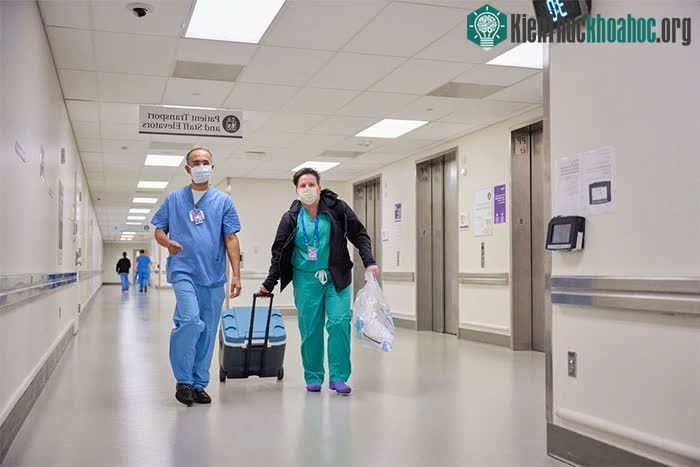 Nghiên cứu cấy ghép tim lợn được tiến hành tại NYU Langone Health.