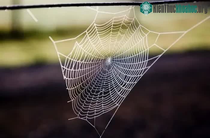 Tơ nhện có rất nhiều ứng dụng trong khoa học,