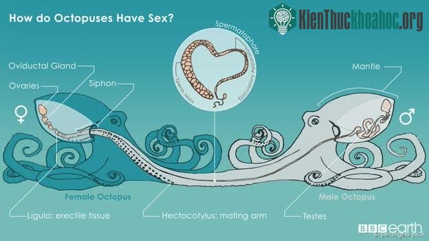 Bạch tuộc giao phối như thế nào?