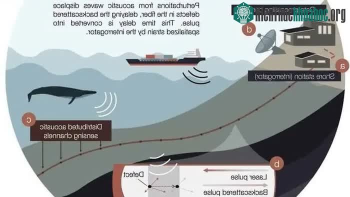 Cáp quang dưới biển có thể được sử dụng để ghi âm lại tiếng cá voi và xem chúng đang làm gì ảnh 2
