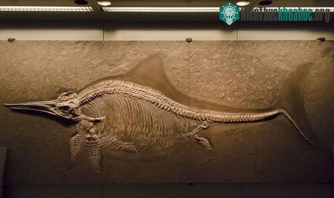 &nbsp;Bộ xương Ichthyosaur tại Bảo tàng Lịch sử Tự nhiên ở Vienna, Áo