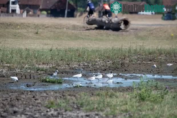 Loài con chim ở Dyers Common, Buckinghamshire đối mặt với sóng nhiệt.