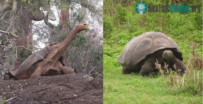 2 "dòng giống" rùa Galapagos khác nhau.