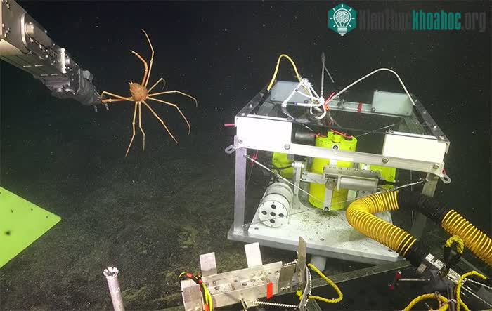 ROV Jason kéo con cua nhện từ nơi ẩn nấp của nó trên đỉnh của máy đo địa chấn.