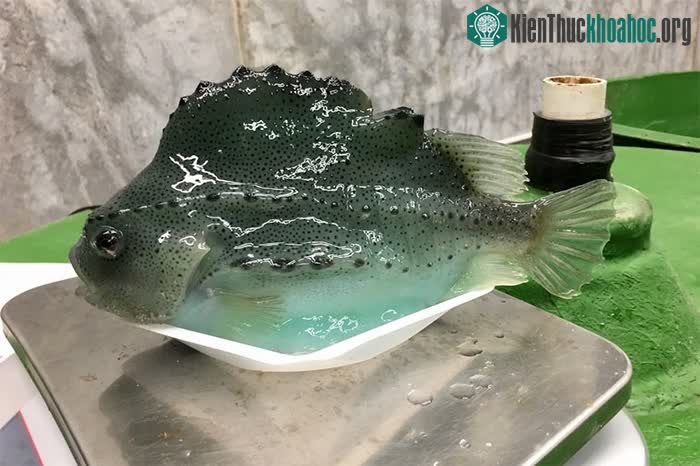 Một con cá vây tròn trưởng thành.