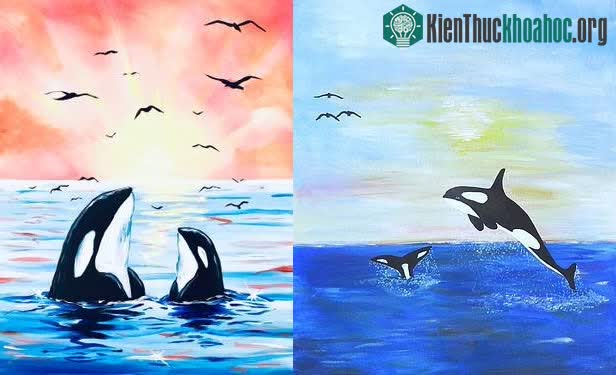 &nbsp;Cá voi sát thủ sau mãn kinh có khả năng dành nhiều nguồn lực hơn cho các cháu của nó