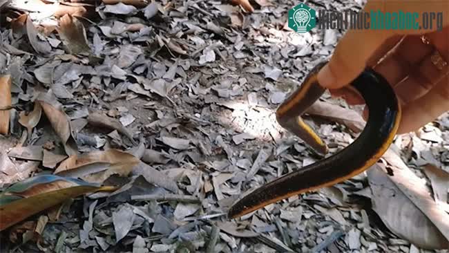 Loai ếch giun này di chuyển rất chậm và sống dưới lớp lá cây mục trong vườn.