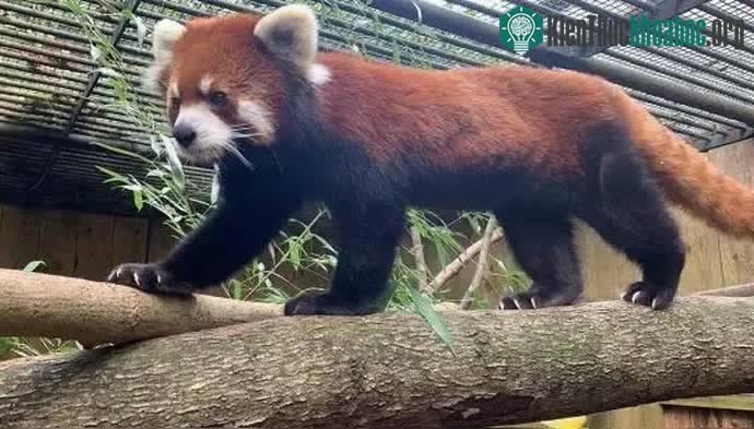 Gấu trúc đỏ là loại động vật ưa nhiệt độ và độ ẩm