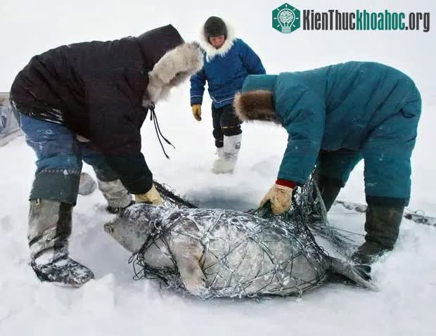 Ở đa số các nơi, thức ăn cho mùa đông sẽ được dự trữ từ mùa hè.