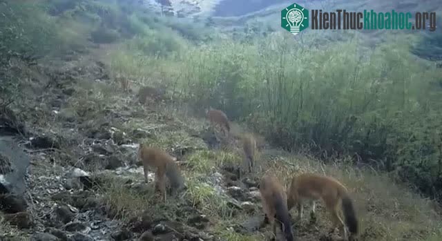 Chó rừng chính là loài thiên địch của lợn rừng