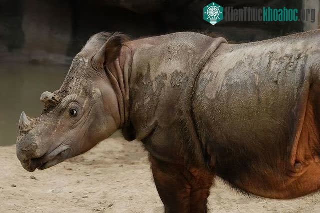 Tê giác Sumatra