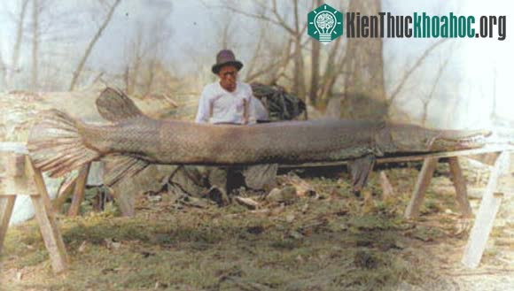 Một loài Atractosteus hiện đại