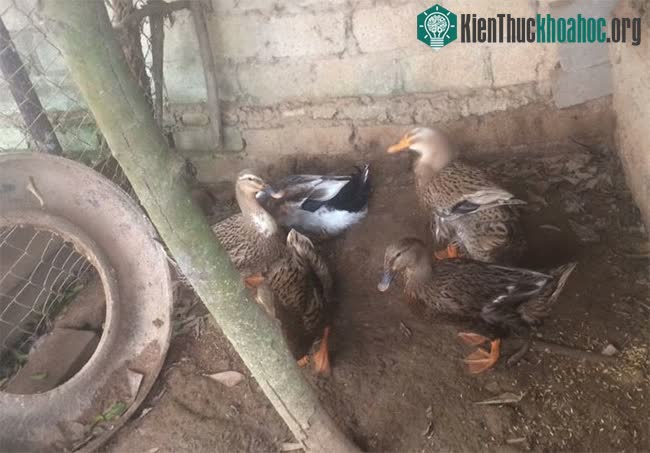 Giống vịt Trạc Nhật có chân ngắn, màu lông đặc trưng.